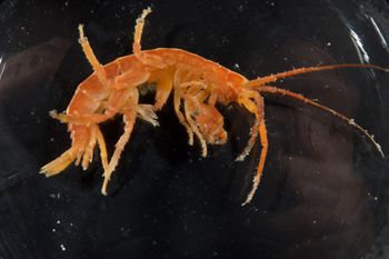Media type: image;   Invertebrate Zoology 140276